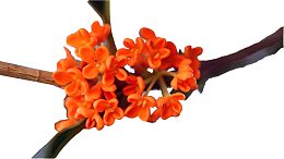 橙色桂花