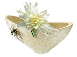 白色昙花