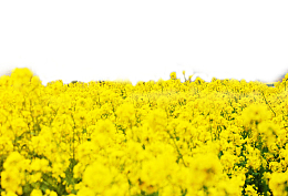 春游油菜花节背景