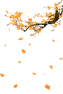 典雅精美的金梅花免抠素材