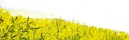 油菜花植物嫩芽惊蛰banner