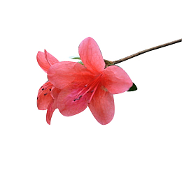 映山红开花