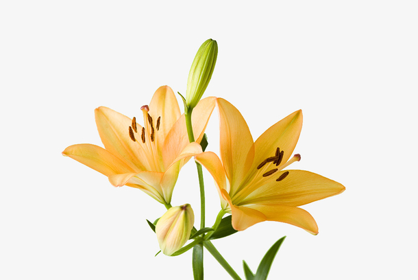 黄色百合花花朵