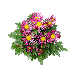 一束菊花