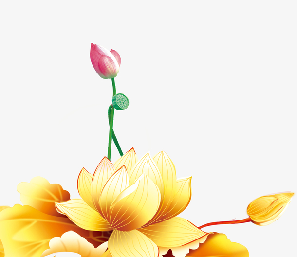 金色荷花素材免费下载_觅元素