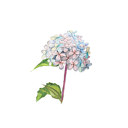 手绘绣球花