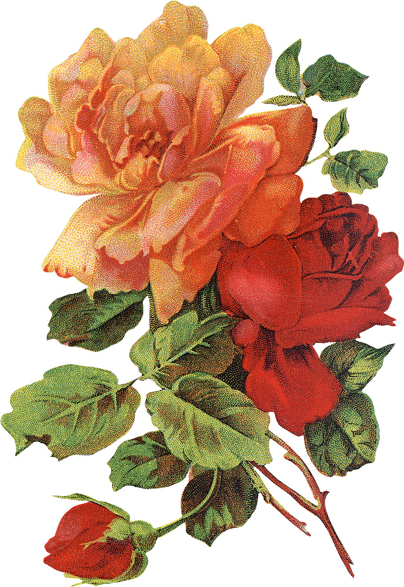 卡通手绘装饰玫瑰花素材