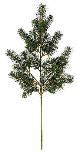 柏树 树叶 森林