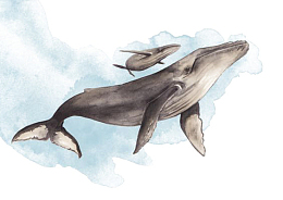 手绘鲸鱼