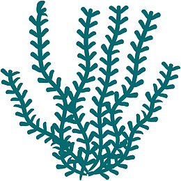 绿色扁平深海植物