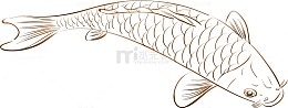 海洋动物矢量鲤鱼图