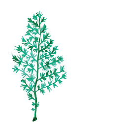 茂盛的深海的水草