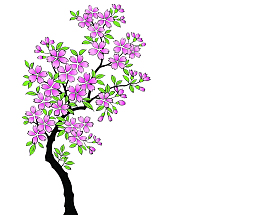 樱花树日本樱花季