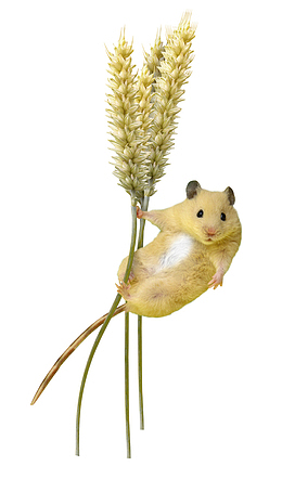 金属小麦老鼠