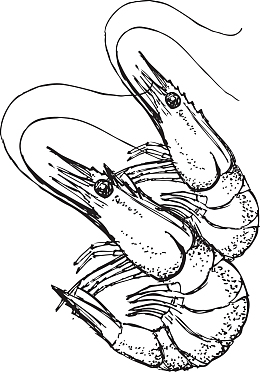 素描灰色对虾