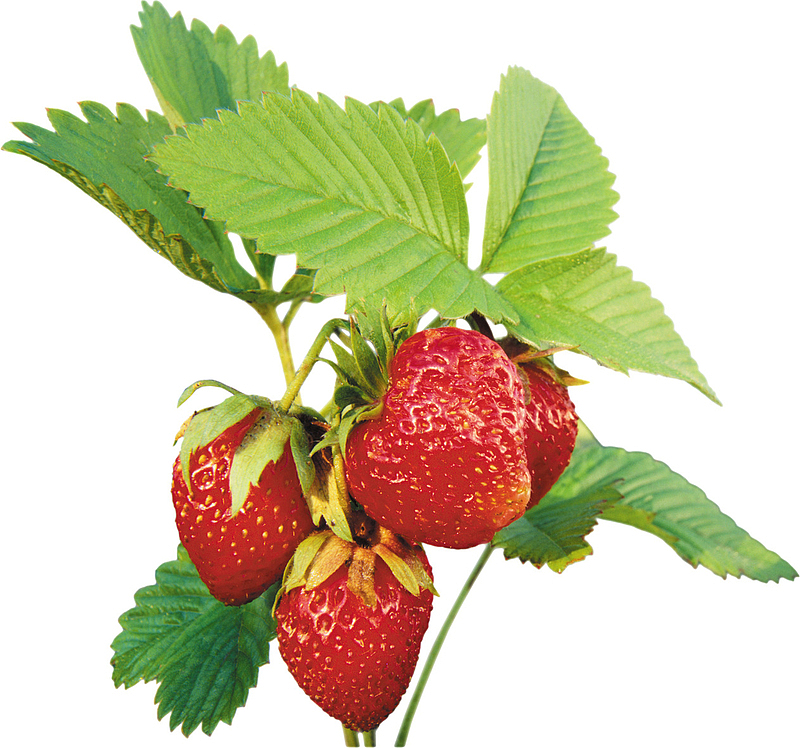 果枝草莓