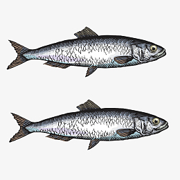 透明png下载茄汁鲱鱼罐头(800x800)透明png下载三条整齐排列鲱鱼(900x