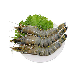 新鲜海产虾子设计素材