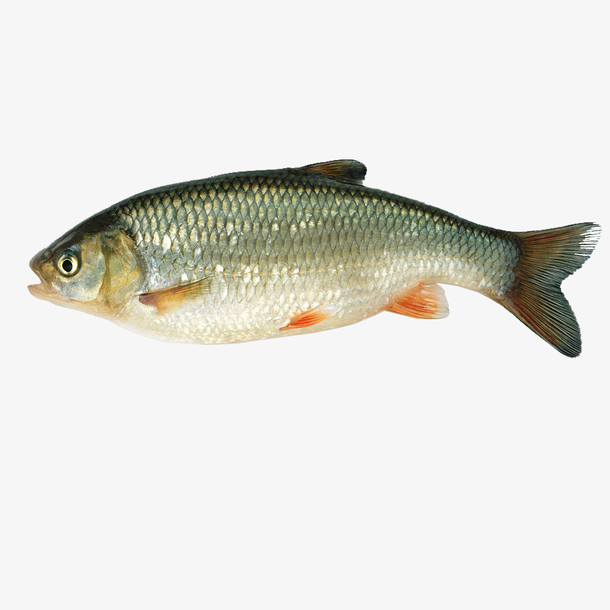 白鲢鱼图免下载鱼类