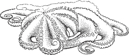 素描灰色章鱼