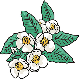 茉莉花花丛