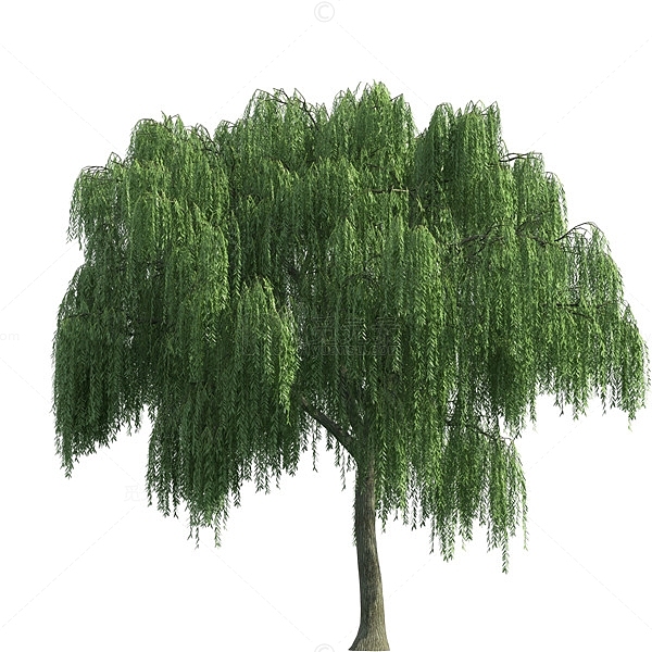 清明节水墨风柳树
