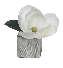 白色带香味盒子里的玉兰花瓣实物