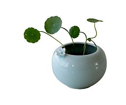 绿色植株盆栽