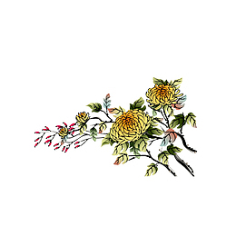 卡通古风手绘菊花素材