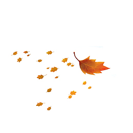落叶随风飘