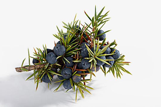 长满刺的绿色杜松子