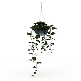 白色花盆吊篮花