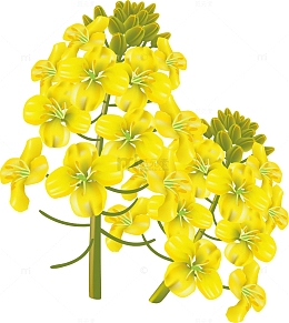 油菜花插画