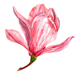 红色带香味斑驳的玉兰花瓣手绘