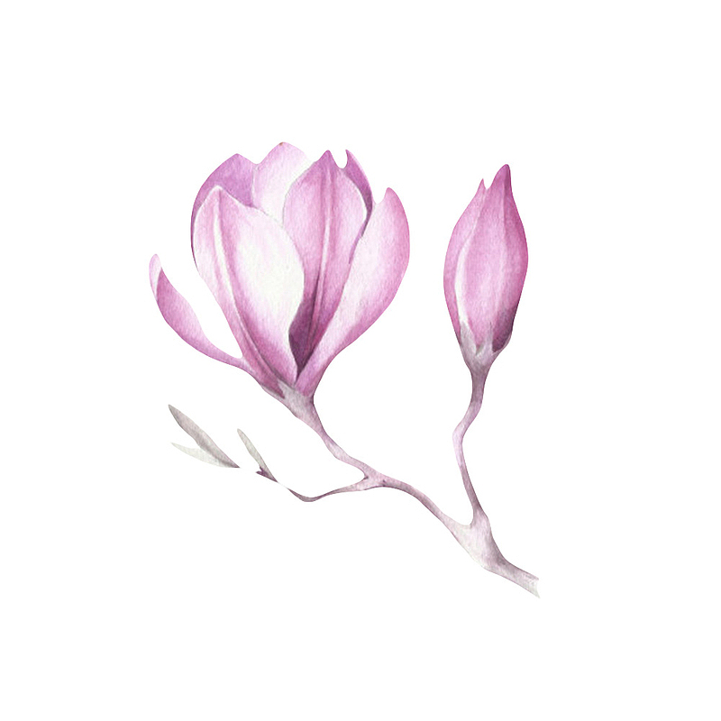 紫白色带香味分支上的嫩芽玉兰花