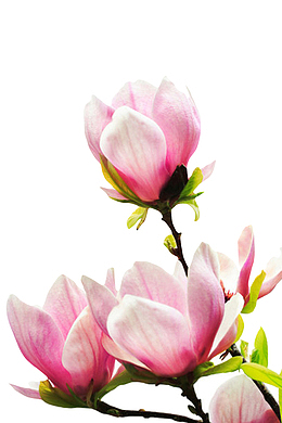 粉红色带香味盛开的玉兰花瓣实物