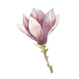 紫色带香味油墨斑驳的玉兰花瓣手