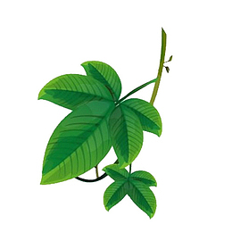 卡通手绘中草药素材