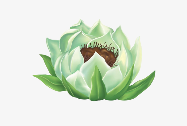 关键词 : 卡通插画,雪莲,中药材,中草药,中药养生,中药保健,中药药店