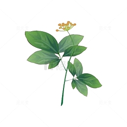 卡通手绘中草药素材