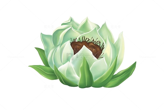 卡通手绘中草药雪莲素材