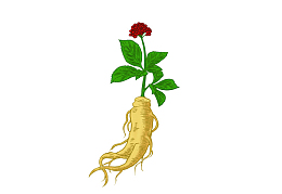 卡通手绘中草药人参素材