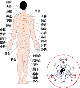 人体背部穴位经脉
