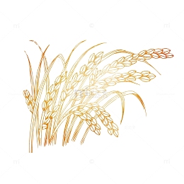 手绘稻子设计素材