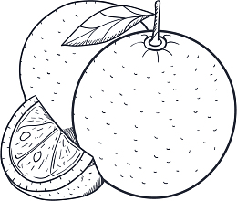 夏季水果手绘橙子