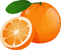 矢量手绘切开的橙子
