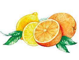 柑橘和柠檬绘画