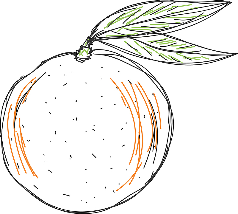 手绘新鲜的一个大柚子