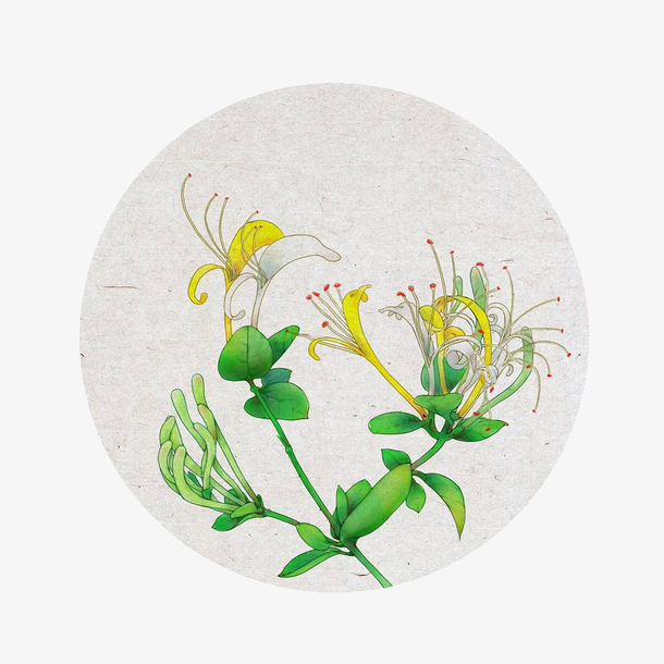 手绘金银花矢量图