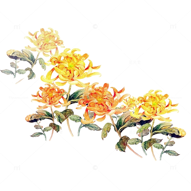 重阳节黄色水彩菊花朵装饰免下载